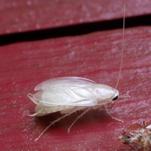 Planuncus vinzi